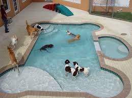 How Cool Is This This Must Be A Doggie Daycare Or A Very Rich Animal Lover Dog Bone Shaped Pool Dog Pool Dog Swimming Pools Dog Swimming