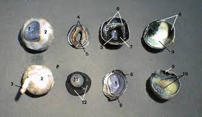 Cow Eye Dissection Worksheet Cow Eyes Dissection Biology