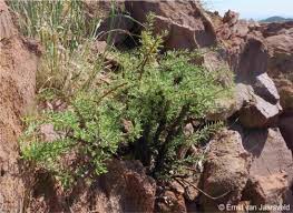Image result for Commiphora pedunculata