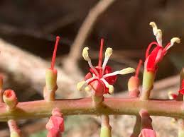 Image result for Helixanthera