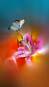 Nature Iphone Wallpaper Ideas Nature Wallpaper Iphone Flowers Butterflies Nature Iphone Wallpaper Beautiful Nature Wallpaper Nature Wallpaper