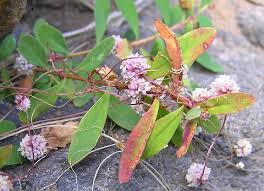 Image result for Cuscuta planiflora