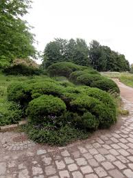 Berg Kiefer Pinus Mugo Zwergformen Pflanzen Garten Sonniger