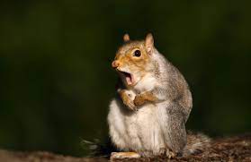 How To Make Friends With A Squirrel