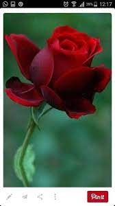 Pin By Sevgi Yalgin On Cicekler Beautiful Flowers Wallpapers Beautiful Rose Flowers Flowers