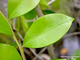 Image result for Rawsonia lucida