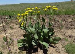 Image result for Senecio latifolius