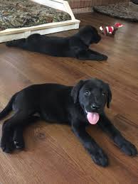 Black And Tan Labrador Retriever Puppies For Sale My Newest Black Lab Puppy Ruby Labrador Retriever Lab Puppies Labrador Retriever Dog
