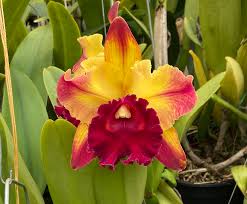 Image result for Ottelia exserta