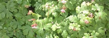Its attractive foliage has an aromatic, spicy scent, and is nearly evergreen even in my zone 5b garden. Geranium Species Bigroot Geranium Bulgarian Geranium Rock Cranesbill Geranium Macrorrhizum