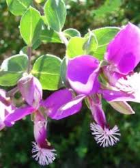 Image result for Polygala xanthina