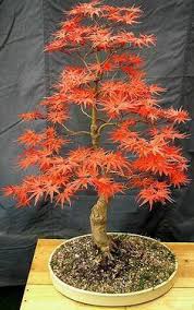 Bonsai Spring Seigen Maple Acer Palmatum Seigen Maple Bo Flickr Aboutthebonzaitree Bonsai Bonsai Pflanzen Bonsai Baum