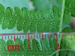 Image result for Amauropelta