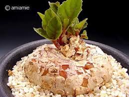 Image result for Dorstenia cuspidata