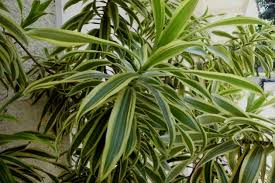 Bentuk dari obeng ini menyerupai bintang bulat atau bunga. Jual Bibit Pandan Bali Murah 80 Cm Jual Bibit Tanaman Di Kediri