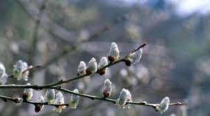 Meteorologii au emis o informare de lapoviţă, vânt şi ninsoare. Newspascani Com PaÈcani Targu Frumos IaÈi Prognoza Meteo Vremea Se SchimbÄ Radical Pascani Iasi Targu Frumos