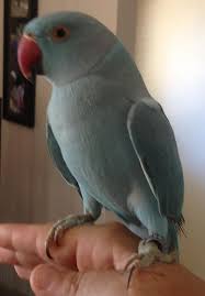 The blue ringneck parakeet is a stunning medium sized blue bird. Lost Indian Ring Neck Parrot Tiwi Blue Top End Lost And Found
