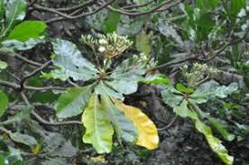 Image result for Anthocleista