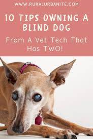 10 Tips On Caring For Your Blind Dog Rural Urbanite Blind Dog Dogs Puppy Paws