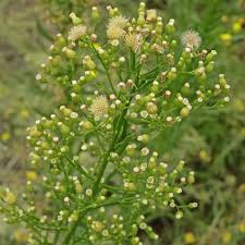 Image result for Conyza