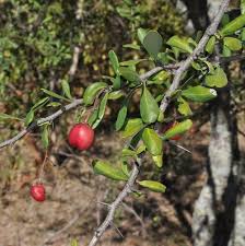 Image result for Putterlickia