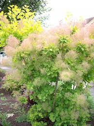 Cotinus Coggygria Golden Spirit Smokebush Sunnyside Gardens Smoke Bush Smoke Tree Front Yard Plants