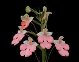 Image result for Habenaria aberrans