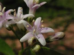 Image result for Ehretia obtusifolia