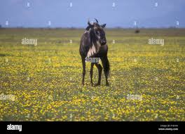 Image result for Hirpicium