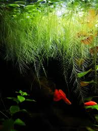 Water lettuce is a floating plant that sits on the water's surface. Dwarf Water Lettuce Album On Imgur