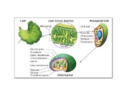 Some (but not all) plant cells also have a secondary cell wall, typically composed of lignin (the substance that is the primary component of wood). Plant Cell And Plant Tissues Plastids Cell Wall