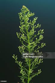 Image result for Conyza