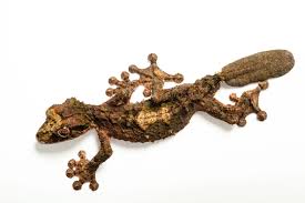 Image result for Urochloa pungipes