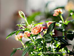 Maybe you would like to learn more about one of these? Guide For Growing Miniature Roses Indoors Miniature Rose Care