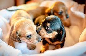 In fact, the canines sometimes appear to pick up on the cues before the humans know what's happening. Signs That A Dog Is Going To Give Birth Signs A Dog Is Going To Give Birth