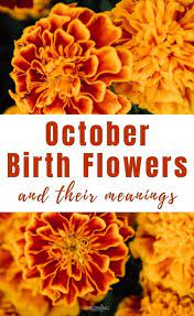 Most birth flowers have surprising meanings. October Birth Flower Marigold Cosmos Growing Family