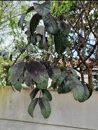 Image result for Lannea schimperi