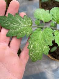 Image result for tomato seedling early blight