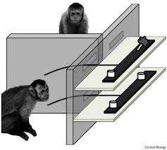 When it comes to the cost, the pet price monkey, it varies from $4000 to $8000 which can be quite in the united states, the most common monkey species include squirrel monkeys, spider monkeys, marmosets and capuchins. Capuchin Monkeys Are Sensitive To Others Welfare Current Biology