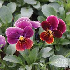 Viola Sorbet Antique Shades Pansies Flowers Shade Perennials Pansies