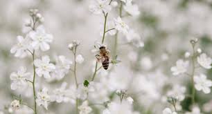 7 plants and flowers to help save the bees. Bee Aware And Bee Friendly