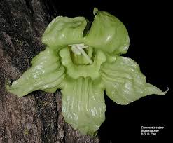 Image result for Bignoniaceae