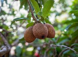 Image result for Sapotaceae