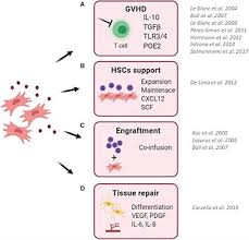 We did not find results for: Frontiers Role Of Ex Vivo Expanded Mesenchymal Stromal Cells In Determining Hematopoietic Stem Cell Transplantation Outcome Cell And Developmental Biology