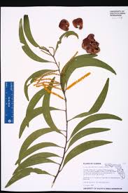 Image result for Acacia auriculiformis