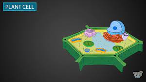 Check spelling or type a new query. Plant Cells Grade 7 8 Science Tutway Youtube