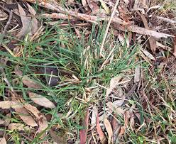 Image result for Tristachya