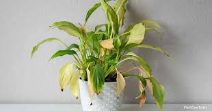 What might be causing my flowers to droop? 11 Reasons Why Peace Lily Leaves May Turn Yellow