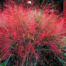 Purpur Liebesgras Im Ca 9 Cm Topf Online Kaufen Bei Gartner Potschke Liebesgras Gartenstauden Garten Pflanzen