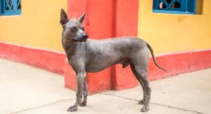 Are xoloitzcuintle/mexican hairlesses good family dogs? Xoloitzcuintli Mexican Hairless Dog Breed Profile Petfinder